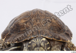 Turtles Animal photo references